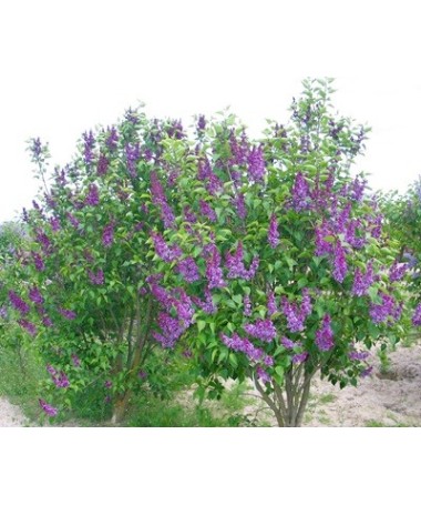 Lilas commun ‘Charles Joly’ C4 (greffage sur porte-greffe)