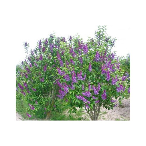 Lilas commun ‘Charles Joly’ C4 (greffage sur porte-greffe)