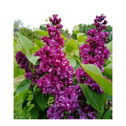 Lilas commun ‘Charles Joly’ C4 (greffage sur porte-greffe)