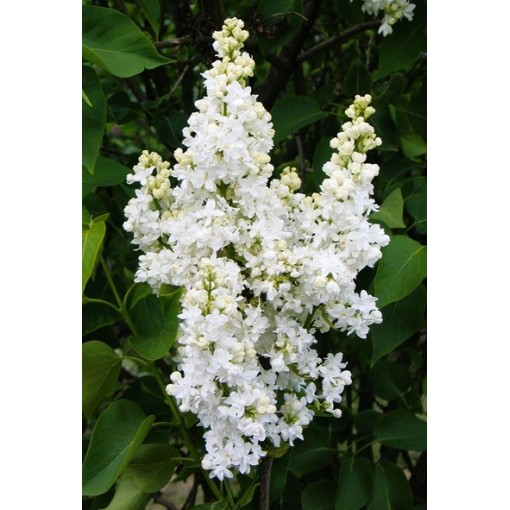 Lilas commun ‘Mme Lemoine’ C4 (greffage sur porte-greffe)