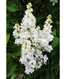 Lilas commun ‘Mme Lemoine’ C4 (greffage sur porte-greffe)