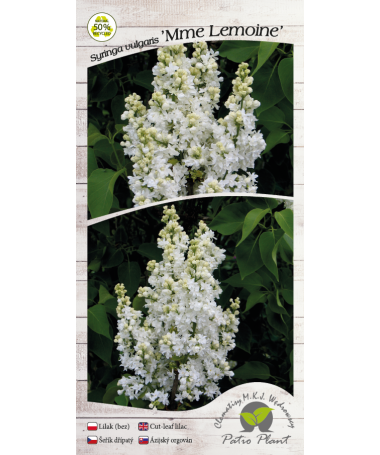 Lilas commun ‘Mme Lemoine’ C4 (greffage sur porte-greffe)