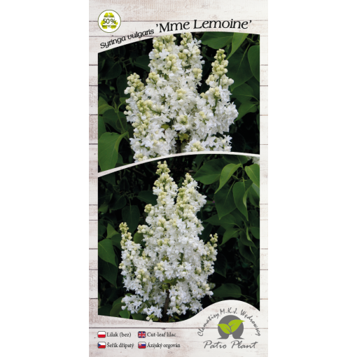 Lilas commun ‘Mme Lemoine’ C4 (greffage sur porte-greffe)