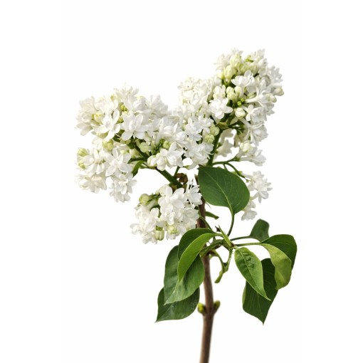 Lilas commun ‘Mme Lemoine’ C4 (greffage sur porte-greffe)