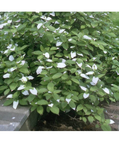 Kiwi Actinidia Sientiabrskaja (panaché), pot de 4L