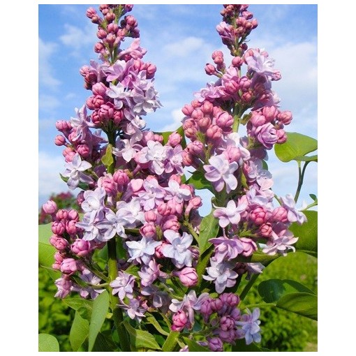 Lilas commun Michel Buchner C4 (greffage sur porte-greffe)