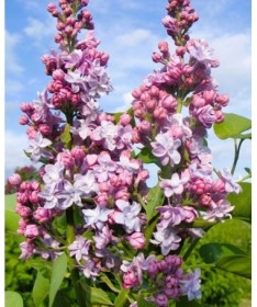 Lilas commun Michel Buchner C4 (greffage sur porte-greffe)