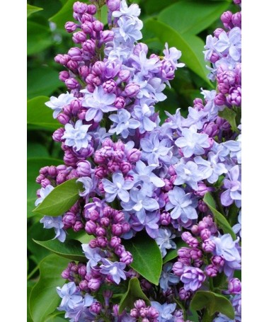 Lilas commun Michel Buchner C4 (greffage sur porte-greffe)