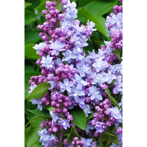 Lilas commun Michel Buchner C4 (greffage sur porte-greffe)