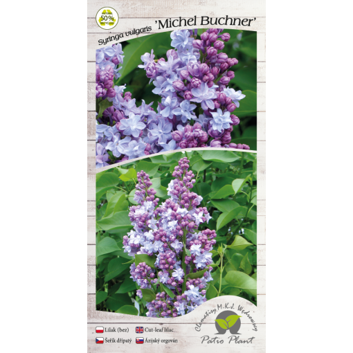 Lilas commun Michel Buchner C4 (greffage sur porte-greffe)
