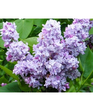Lilas commun Jules Simon C4 (greffage sur porte-greffe)