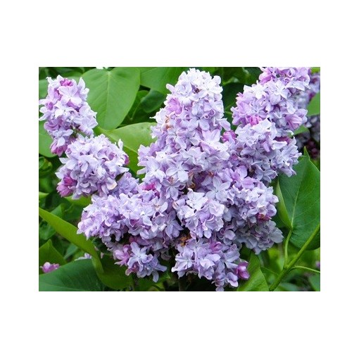 Lilas commun Jules Simon C4 (greffage sur porte-greffe)