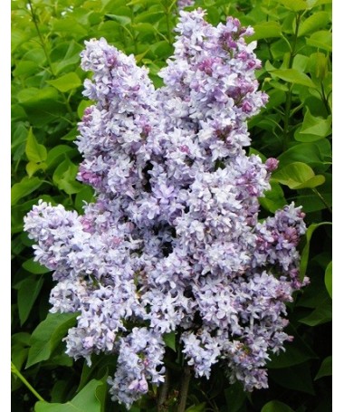 Lilas commun Jules Simon C4 (greffage sur porte-greffe)