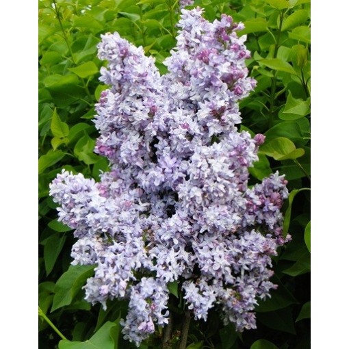 Lilas commun Jules Simon C4 (greffage sur porte-greffe)