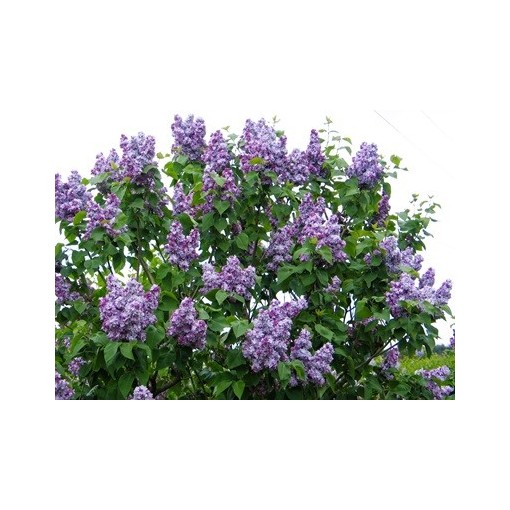 Lilas commun Jules Simon C4 (greffage sur porte-greffe)