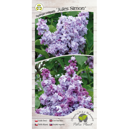 Lilas commun Jules Simon C4 (greffage sur porte-greffe)