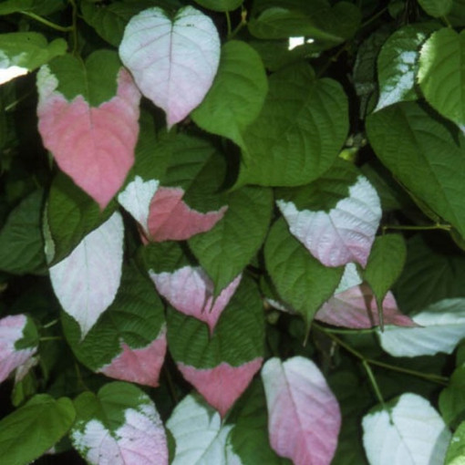 Kiwi Actinidia Sientiabrskaja (panaché), pot de 4L
