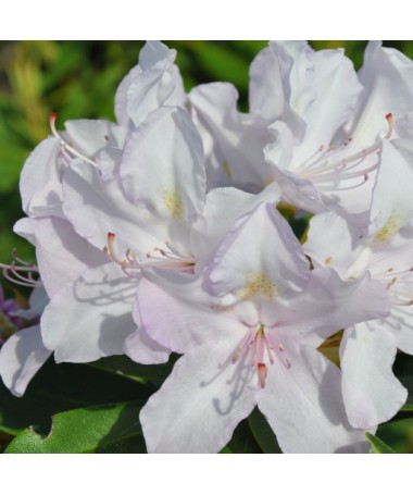 Rhododendron (Azalée) Cunningham's White C4