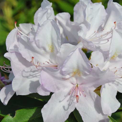 Rhododendron (Azalée) Cunningham's White C4