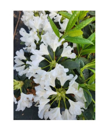 Rhododendron (Azalée) Cunningham's White C4
