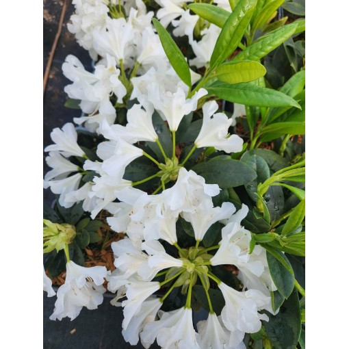 Rhododendron (Azalée) Cunningham's White C4