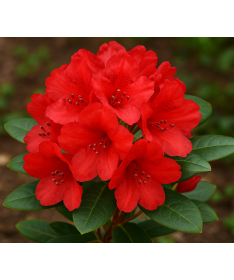 Rhododendron (Azalée) Scarlet Wonder C2