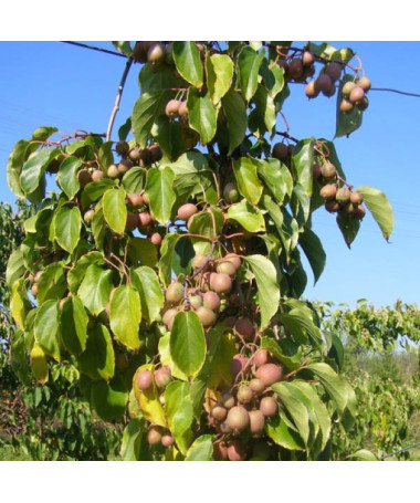 Kiwi Actinidia Dr Szymanowski (panaché) pot 4L