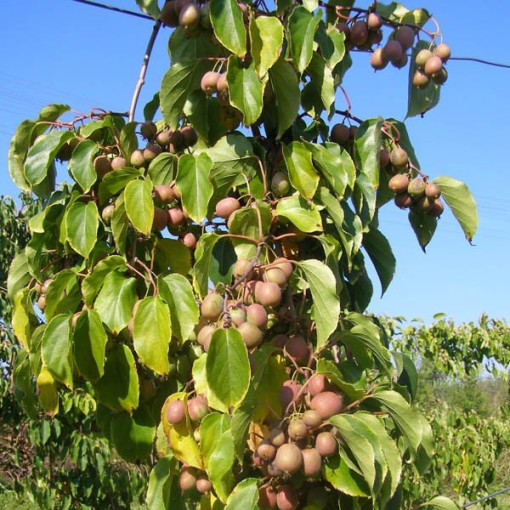 Kiwi Actinidia Dr Szymanowski (panaché) pot 4L