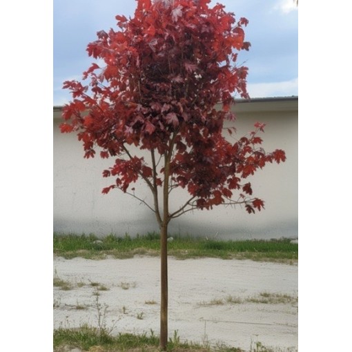 Érable plane ‘Royal Red’ C6 (greffage sur porte-greffe)