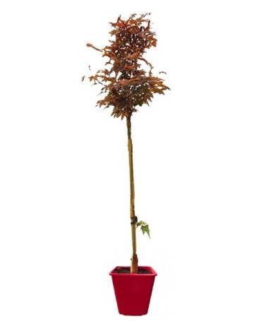 Érable sycomore ‘Atropurpureum’ C6 (greffage sur porte-greffe)