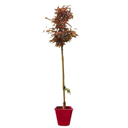 Érable sycomore ‘Atropurpureum’ C6 (greffage sur porte-greffe)