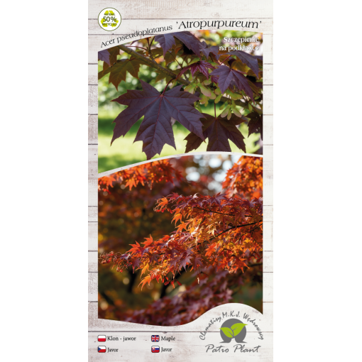 Érable sycomore ‘Atropurpureum’ C6 (greffage sur porte-greffe)