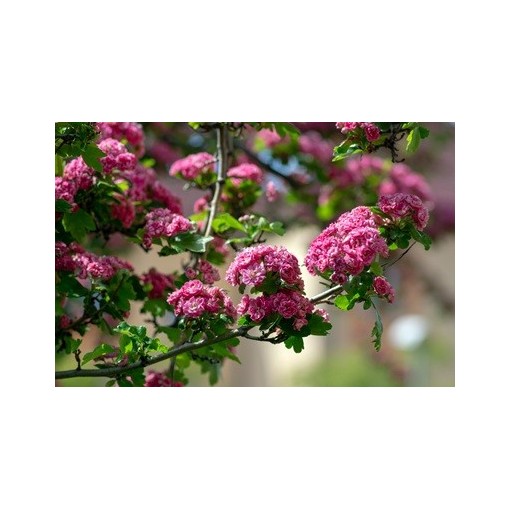 Aubépine commune ‘Paul’s Scarlet’ (écussonné) C4 (greffage sur porte-greffe)