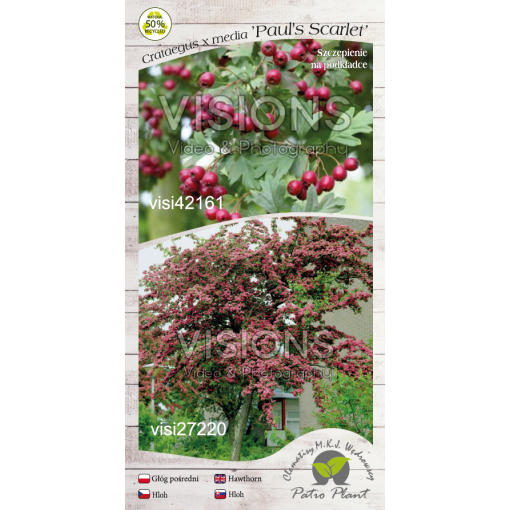 Aubépine commune ‘Paul’s Scarlet’ (écussonné) C4 (greffage sur porte-greffe)