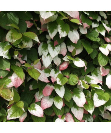 Kiwi Actinidia Dr Szymanowski (panaché) pot 4L