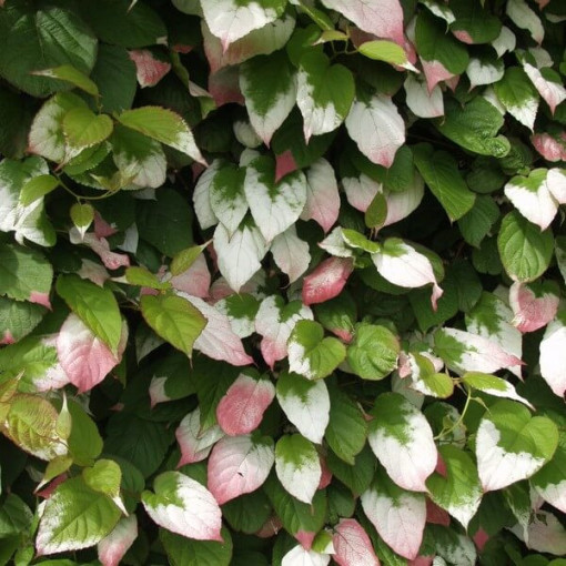 Kiwi Actinidia Dr Szymanowski (panaché) pot 4L