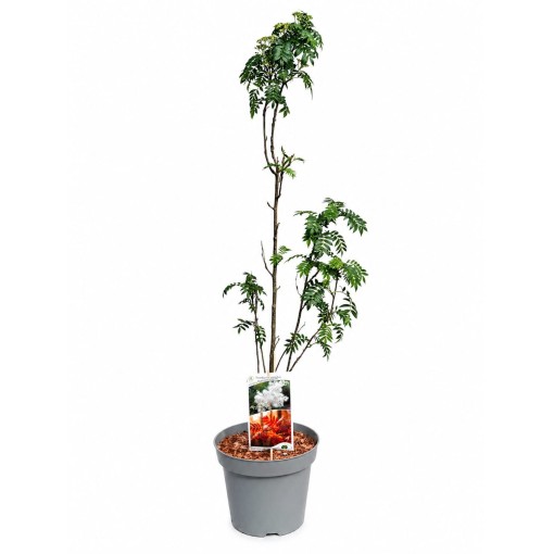 Sorbier ‘Autumn Spire’ (plant greffé) C4