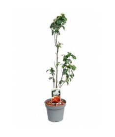 Sorbier ‘Autumn Spire’ (plant greffé) C4