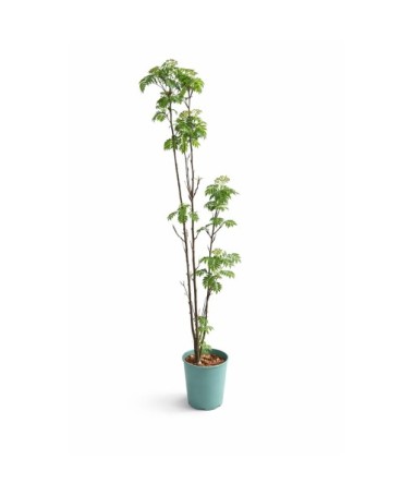 Sorbier ‘Autumn Spire’ (plant greffé) C4