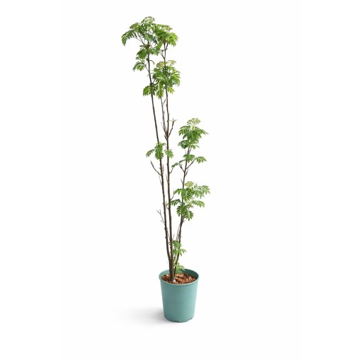 Sorbier ‘Autumn Spire’ (plant greffé) C4