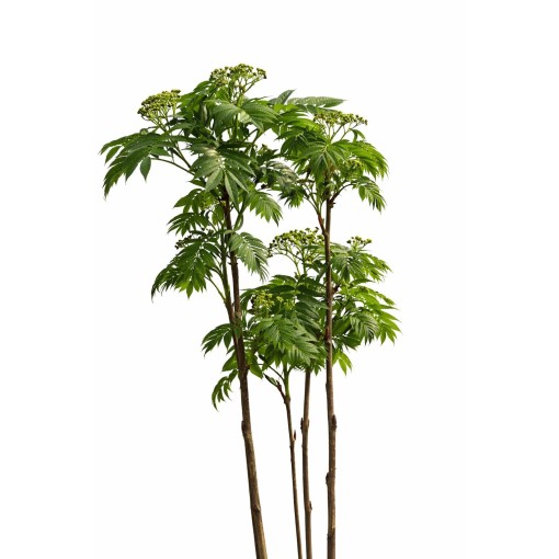 Sorbier ‘Autumn Spire’ (plant greffé) C4