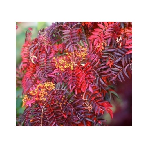 Sorbier ‘Autumn Spire’ (plant greffé) C4