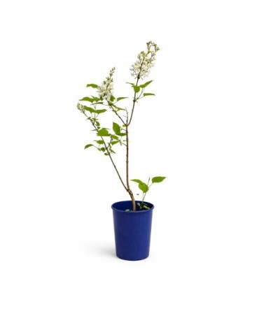 Lilas commun ‘Miss Ellen Willmott’ C4