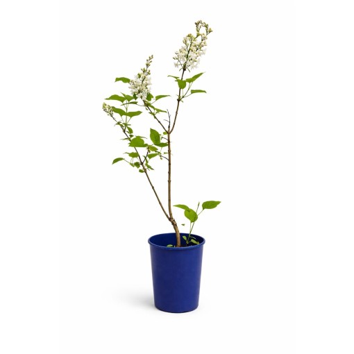 Lilas commun ‘Miss Ellen Willmott’ C4