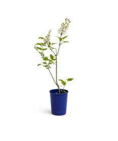 Lilas commun ‘Miss Ellen Willmott’ C4