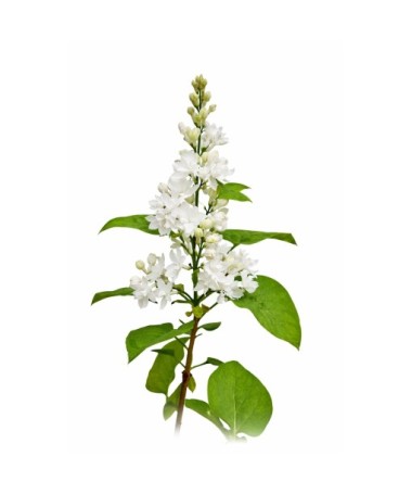 Lilas commun ‘Miss Ellen Willmott’ C4