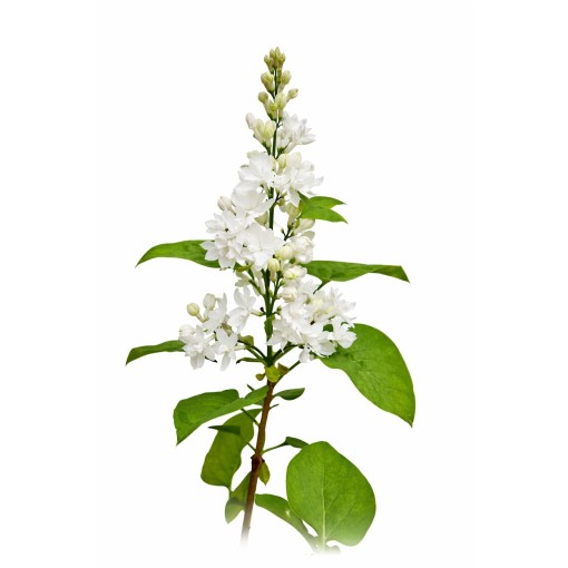 Lilas commun ‘Miss Ellen Willmott’ C4