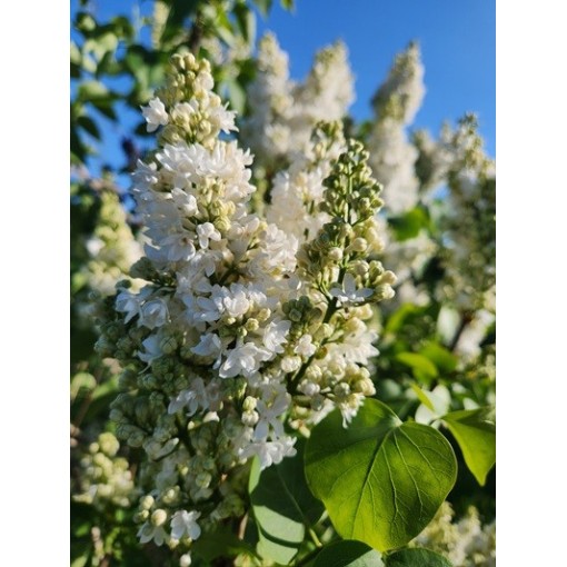 Lilas commun ‘Miss Ellen Willmott’ C4
