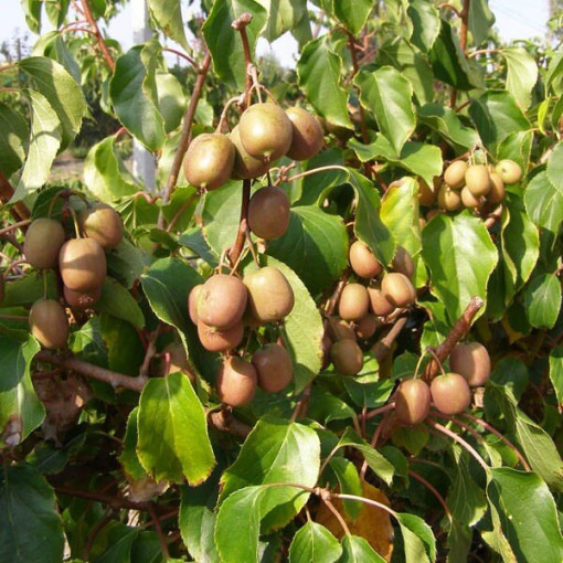 Kiwi Actinidia Dr Szymanowski (panaché) pot 4L