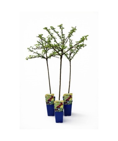 Groseillier à maquereau rouge ‘Hinnonmaki Red’ C2 (plante greffée sur tige)
